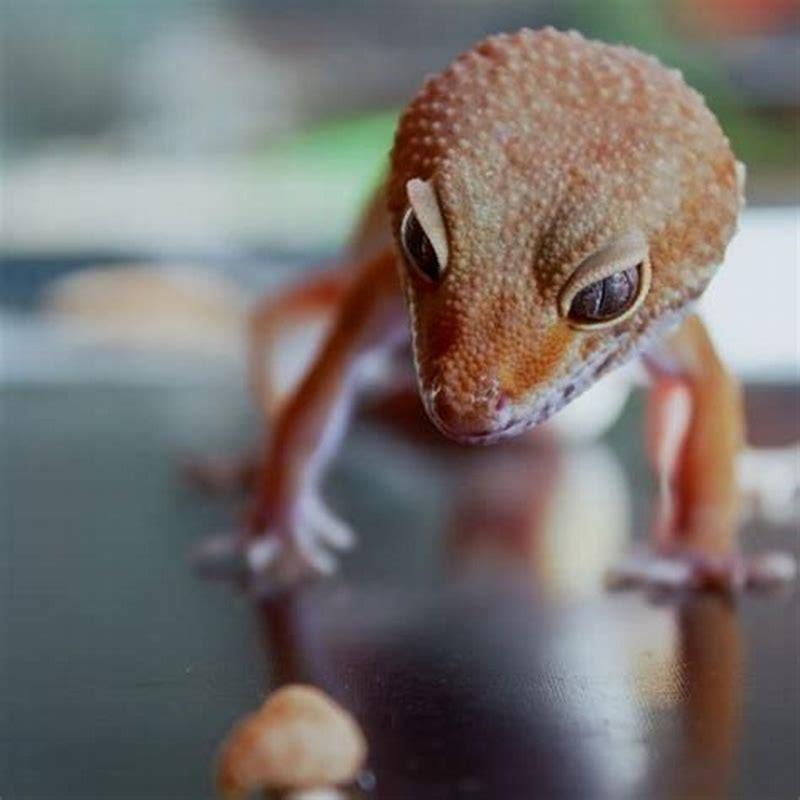 What animal kills geckos?