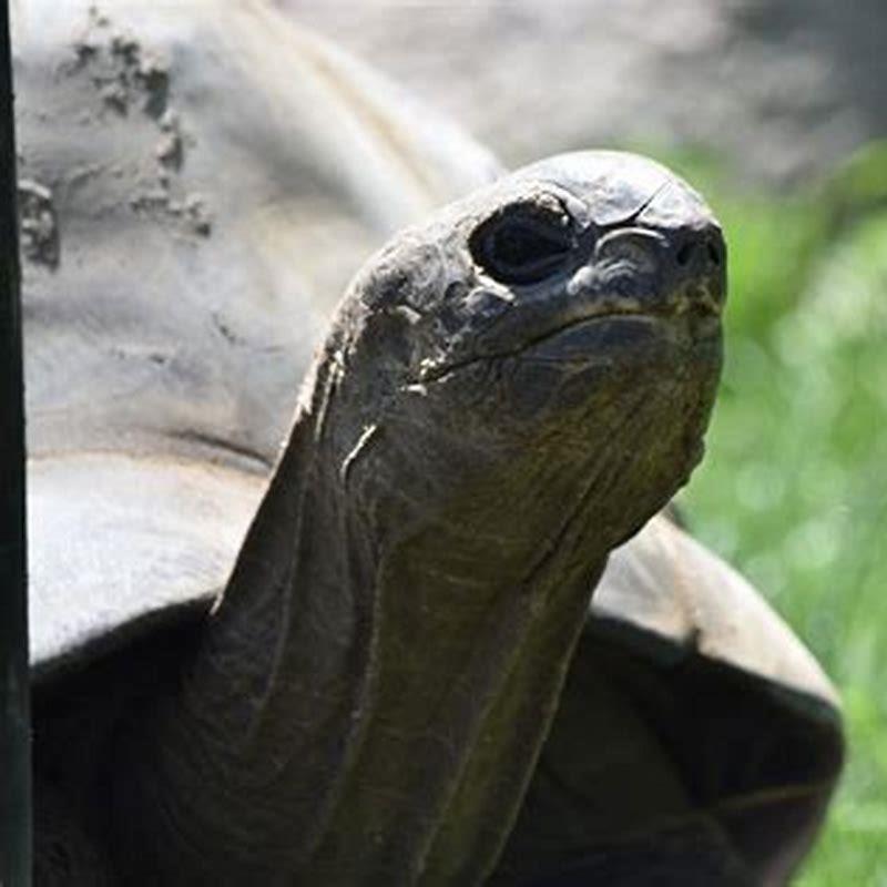 What animals live in Aldabra?