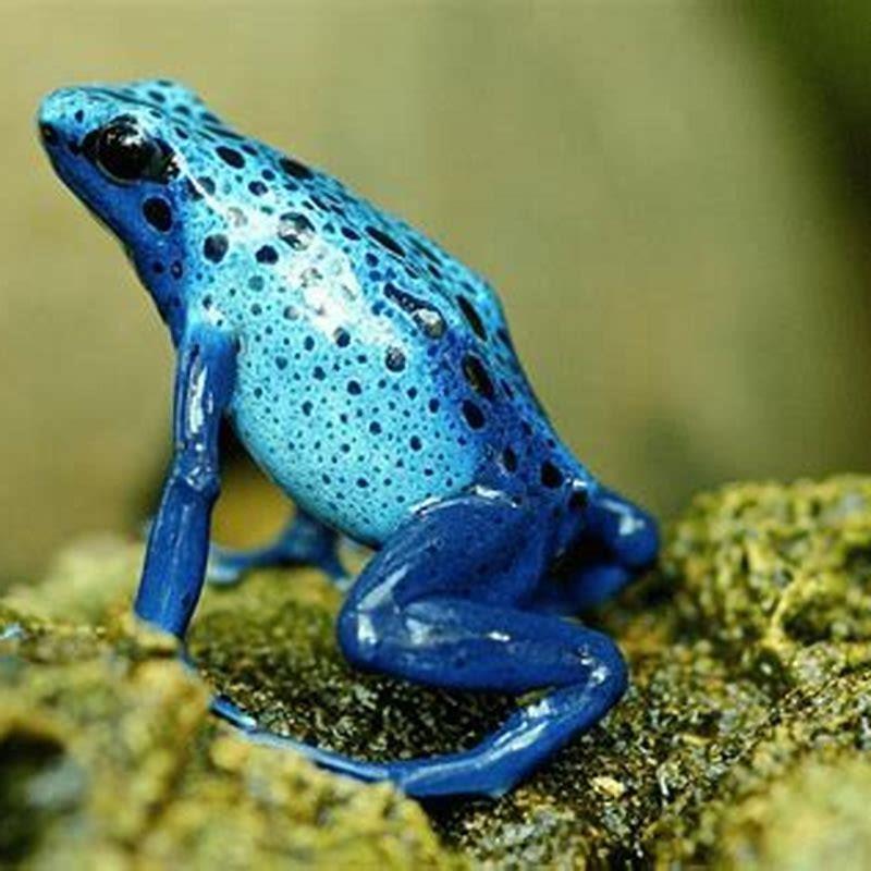 What are amphibians Why are they called reptiles? - DIY Seattle