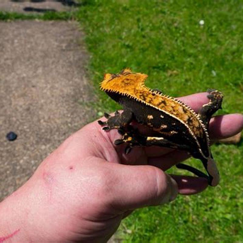 What are geckos favorite food?
