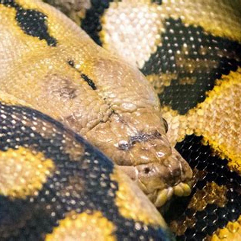 What are reticulated python known for? DIY Seattle