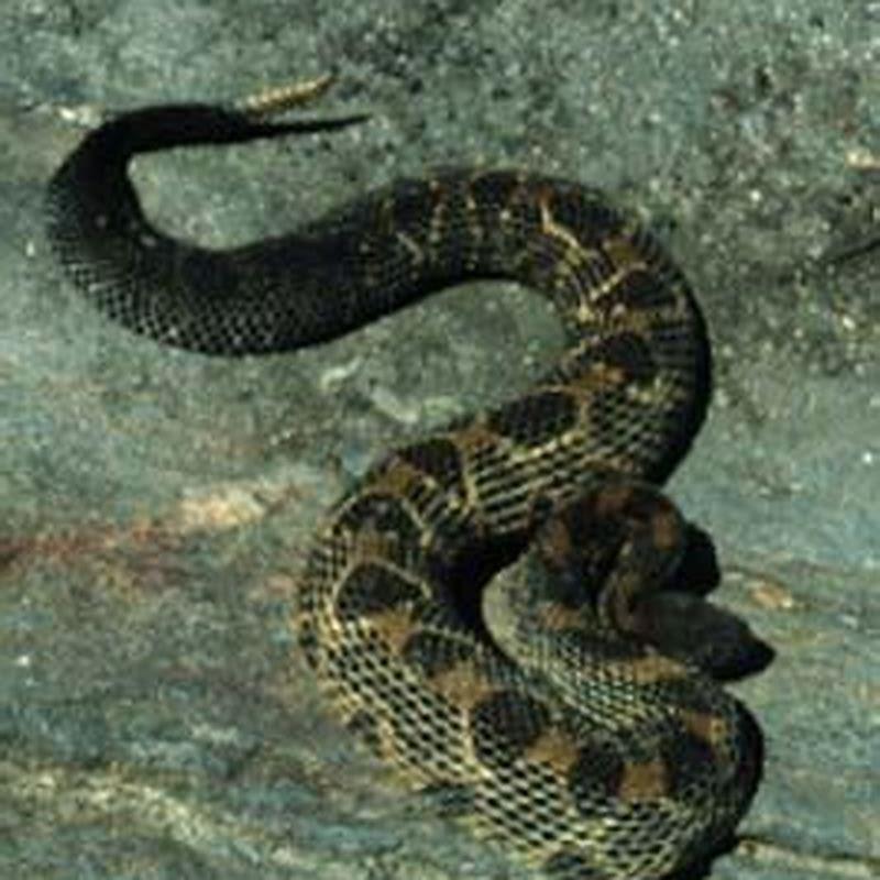 What are the characteristics of a timber rattlesnake? - DIY Seattle