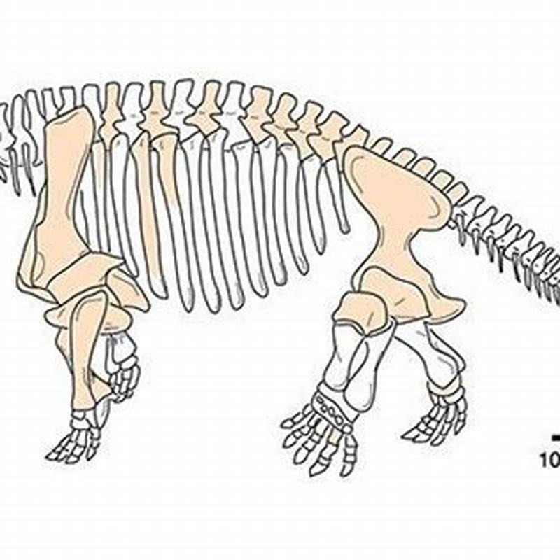 What did the Pareiasaur eat?