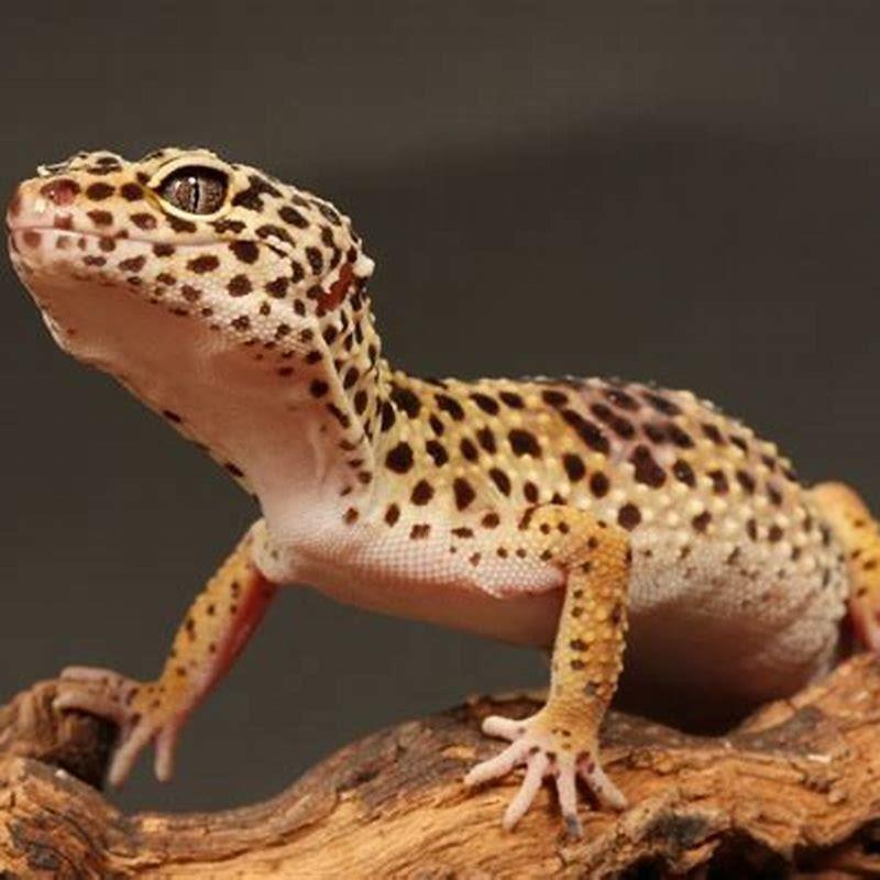 top-5-weird-facts-about-geckos-pethelpful