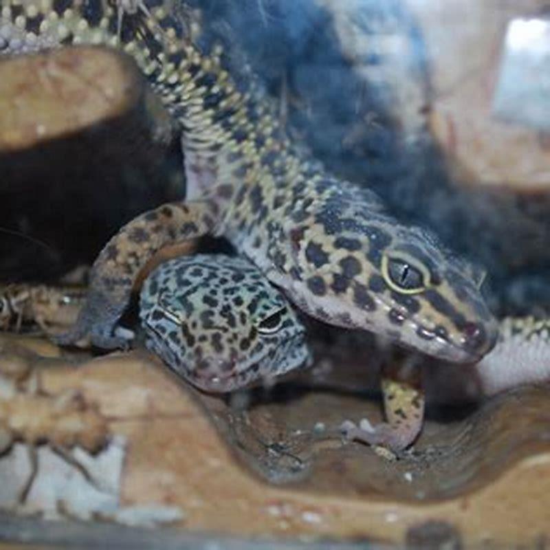 What do baby Rock monitors eat?