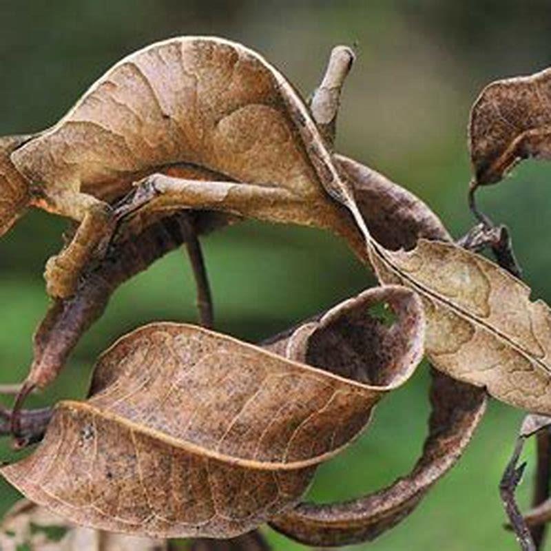 What do camouflage lizards eat?