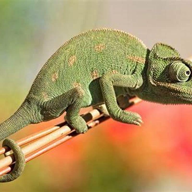 What do chameleons eat survive? - DIY Seattle