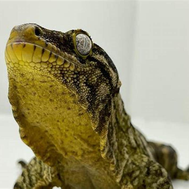 What do lizards get eaten by?