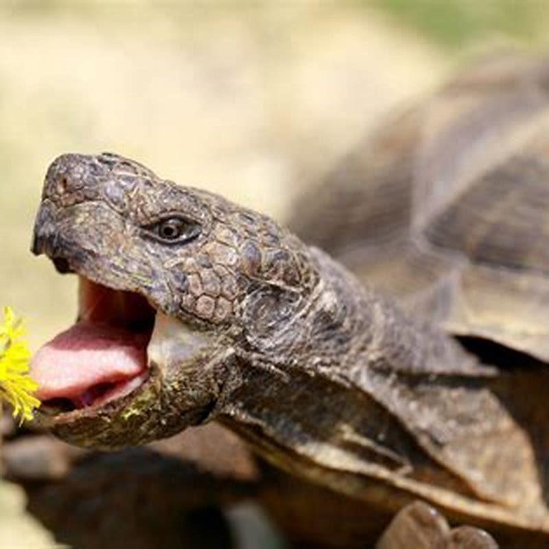 What do reptiles and amphibians eat? - DIY Seattle