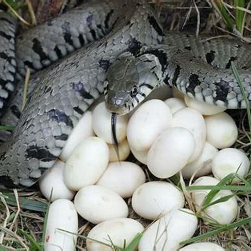 What do reptiles do after laying eggs?