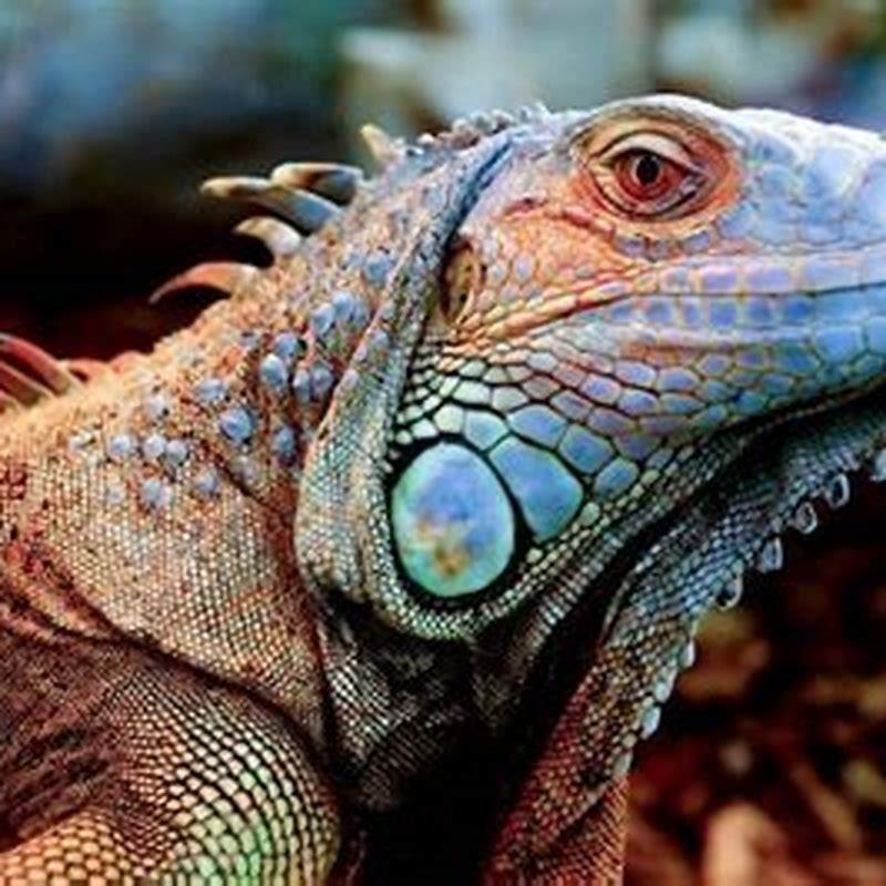 What do reptiles scales do?