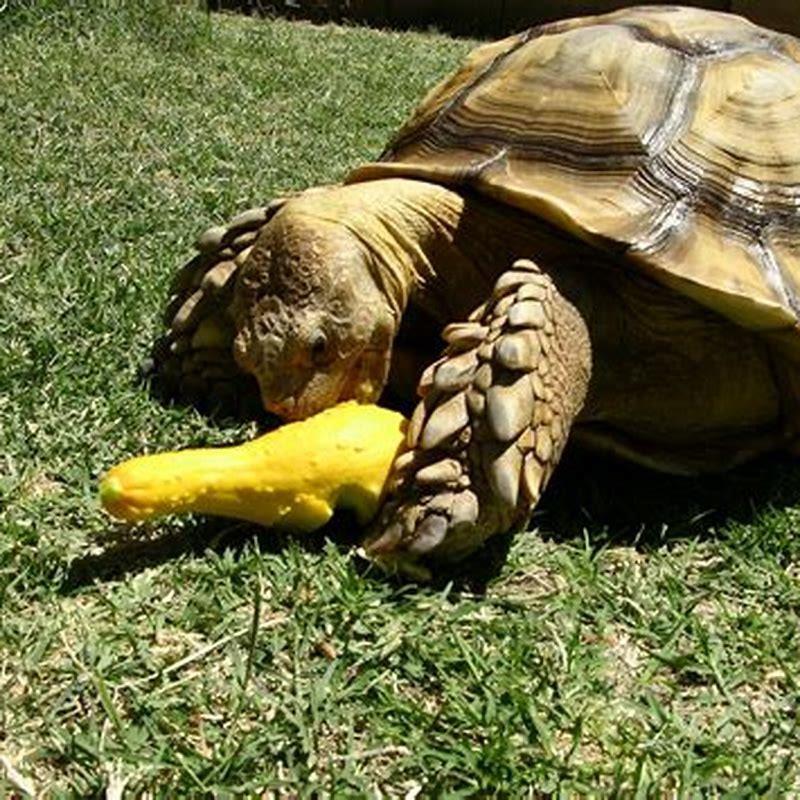 What does a Galapagos tortoise eat? - DIY Seattle