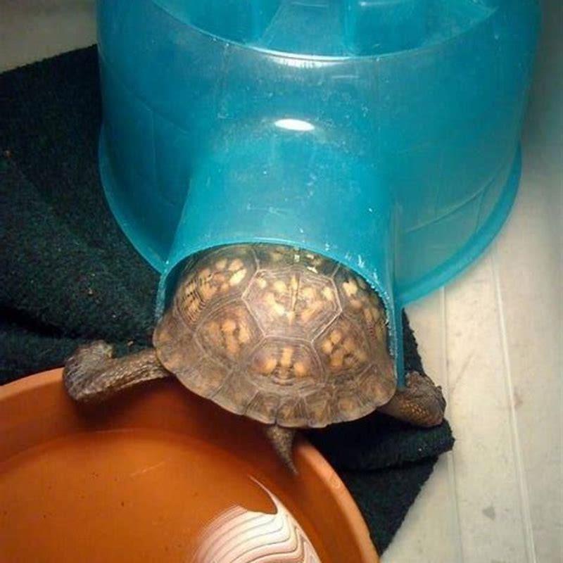 What does an Egyptian tortoise eat?