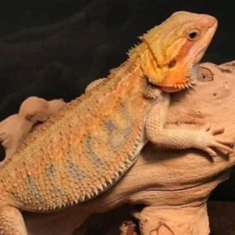 what-does-cb-mean-bearded-dragon-diy-seattle