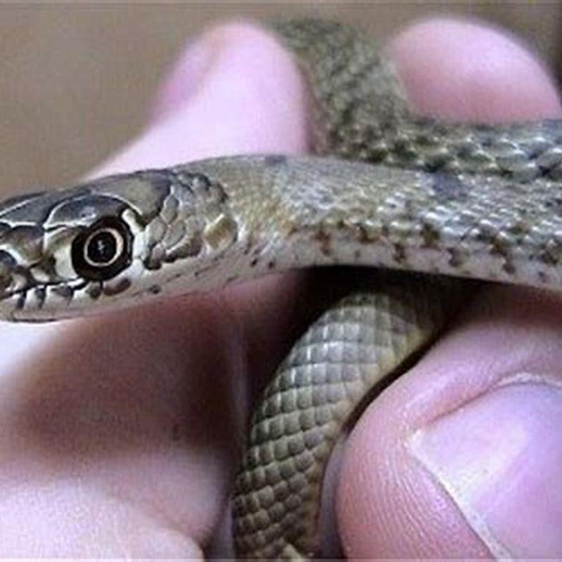 What does the massasauga eat?