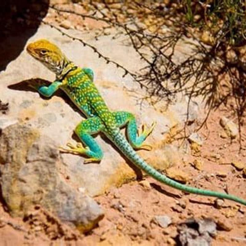 what-happens-if-a-beaded-lizard-bites-you-diy-seattle