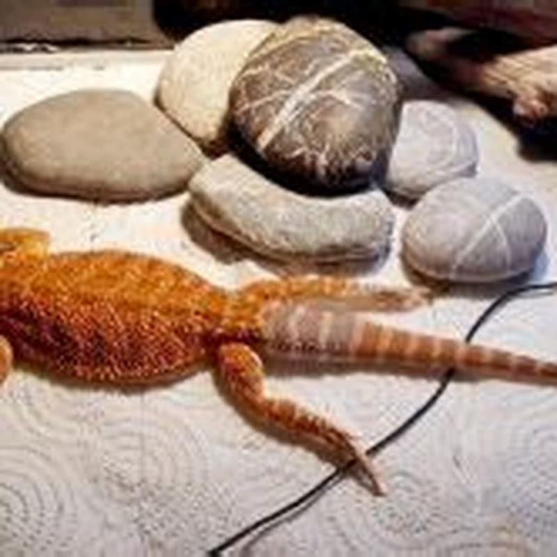 what-happens-to-a-bearded-dragon-without-uvb-diy-seattle