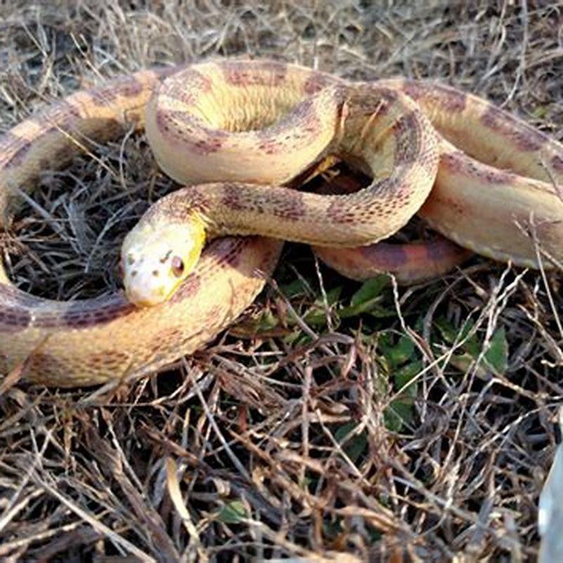 What helps reptiles shed skin?