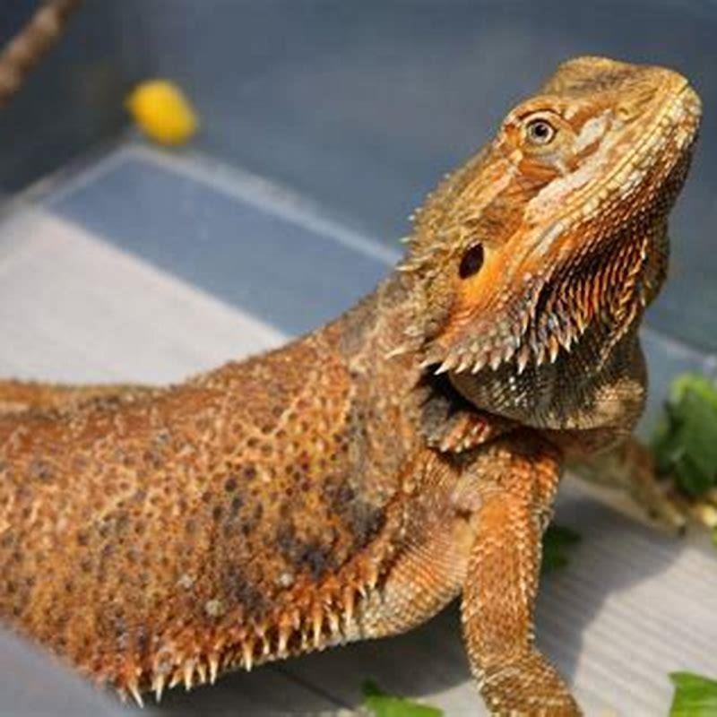 What is a beginner reptile? - DIY Seattle