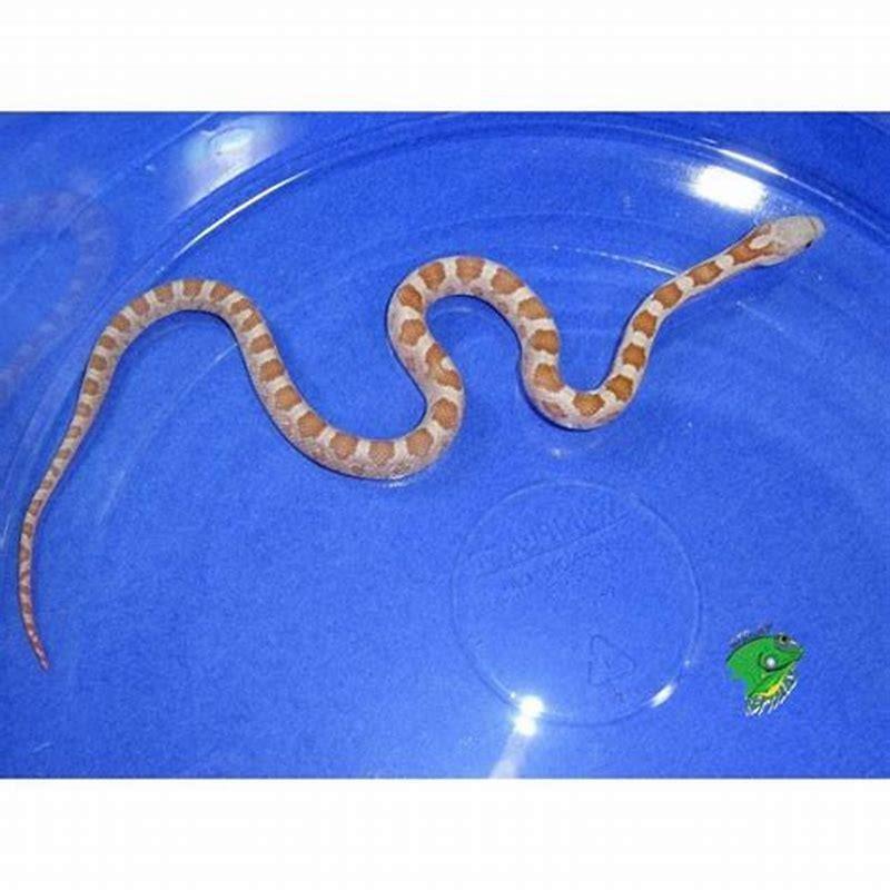 What is a CB baby snake? - DIY Seattle