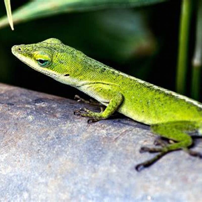 What is a Geico lizard? - DIY Seattle