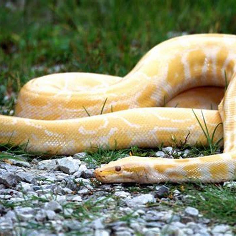 what-is-a-yellow-snake-called-diy-seattle