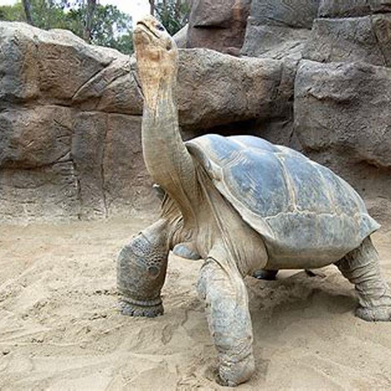 What is special about the Galápagos tortoise? - DIY Seattle