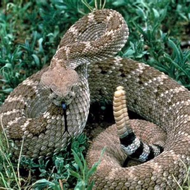 what-is-the-characteristics-of-a-eastern-diamondback-rattlesnake-diy-seattle