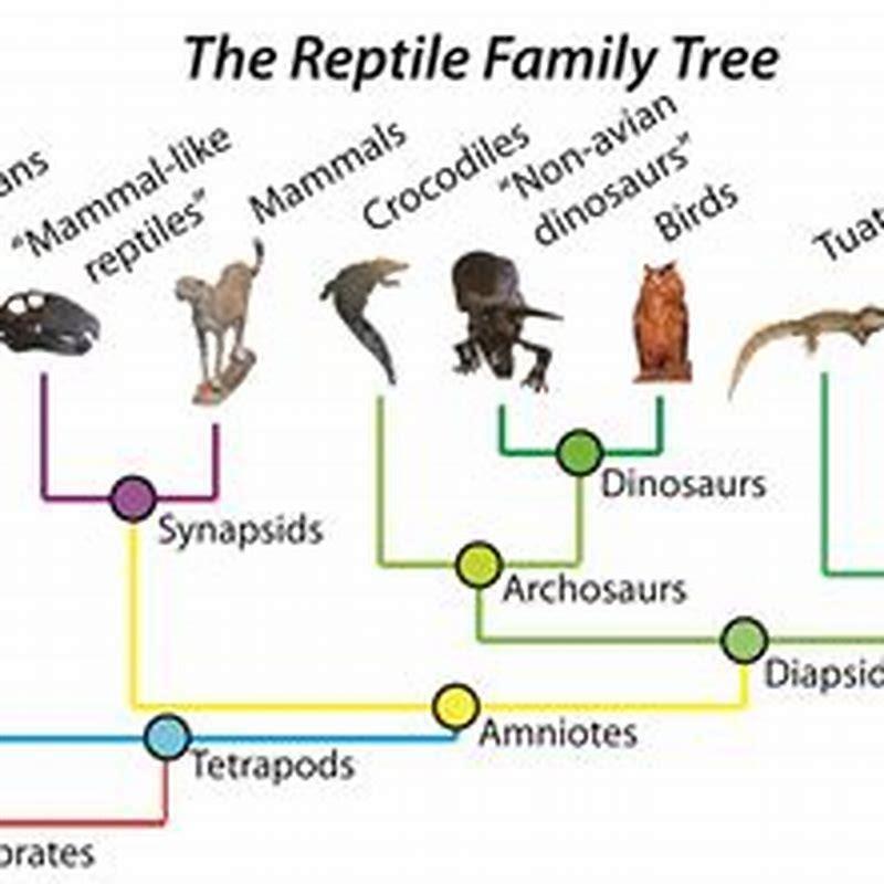 What is the common ancestor of all mammals?