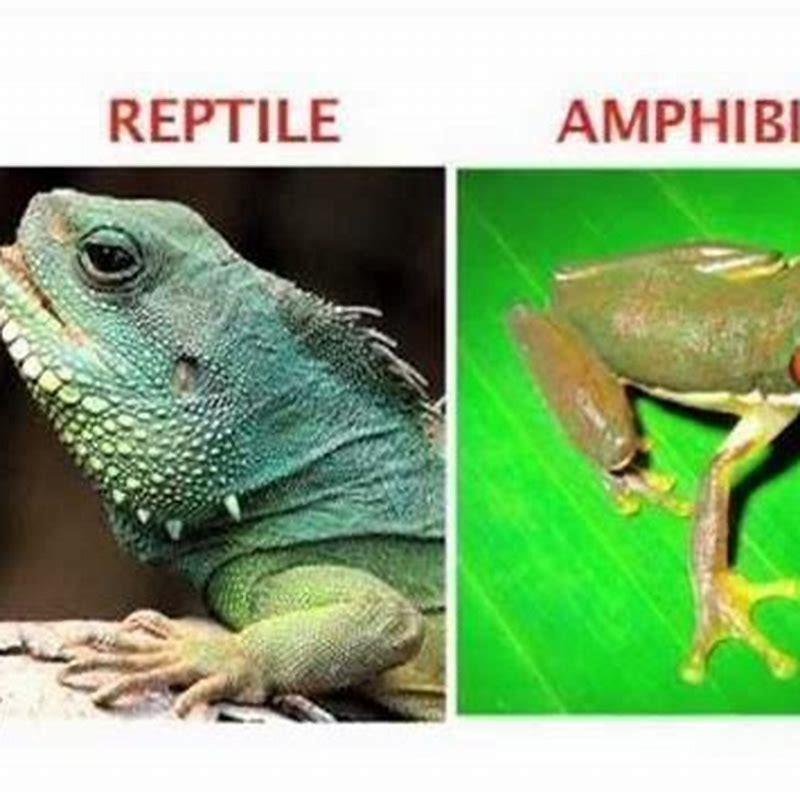 What is the difference of an amphibian and a reptile? - DIY Seattle