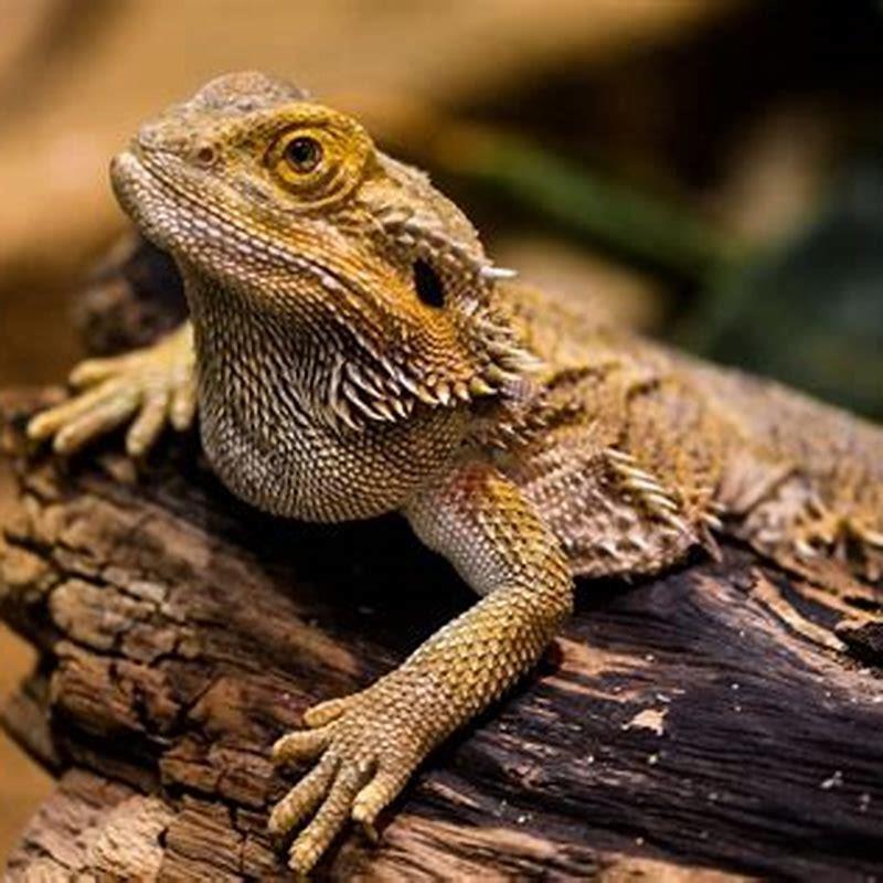 What Is The Easiest Reptile To Keep As A Pet? - DIY Seattle