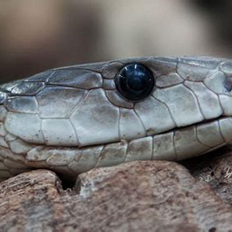 What is the meaning of Saurians?