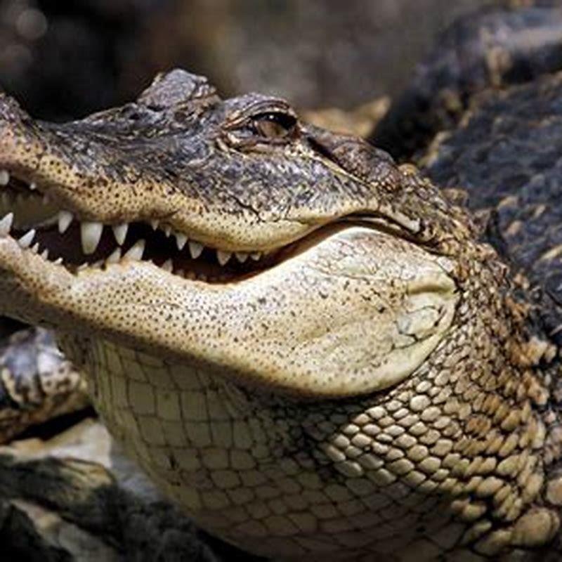 What is the oldest order of reptiles?