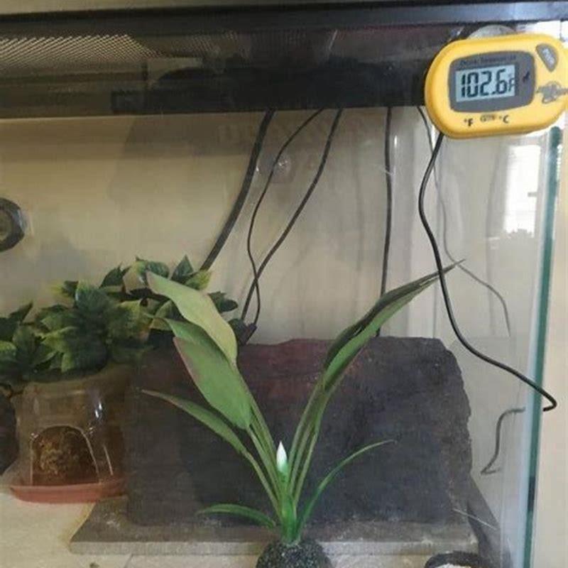 What kind of crocodiles did Titanoboa eat?