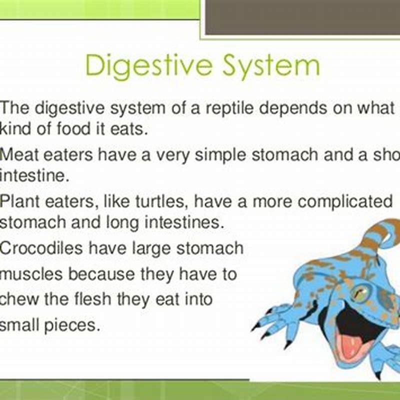 What kind of digestive system do reptiles have? - DIY Seattle