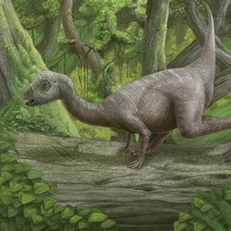 What plants did Psittacosaurus eat?