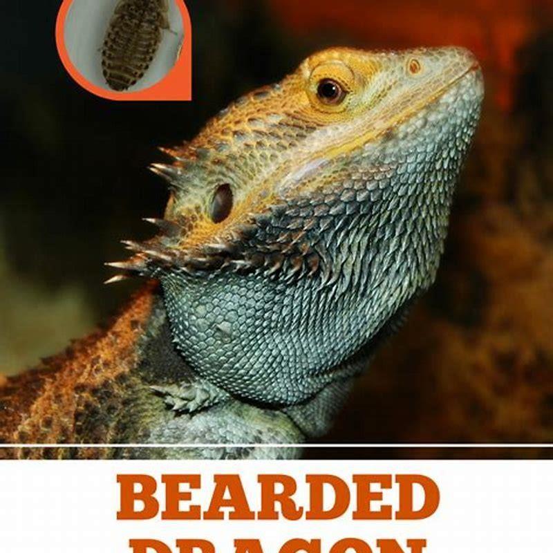 What reptile eats roaches? - DIY Seattle