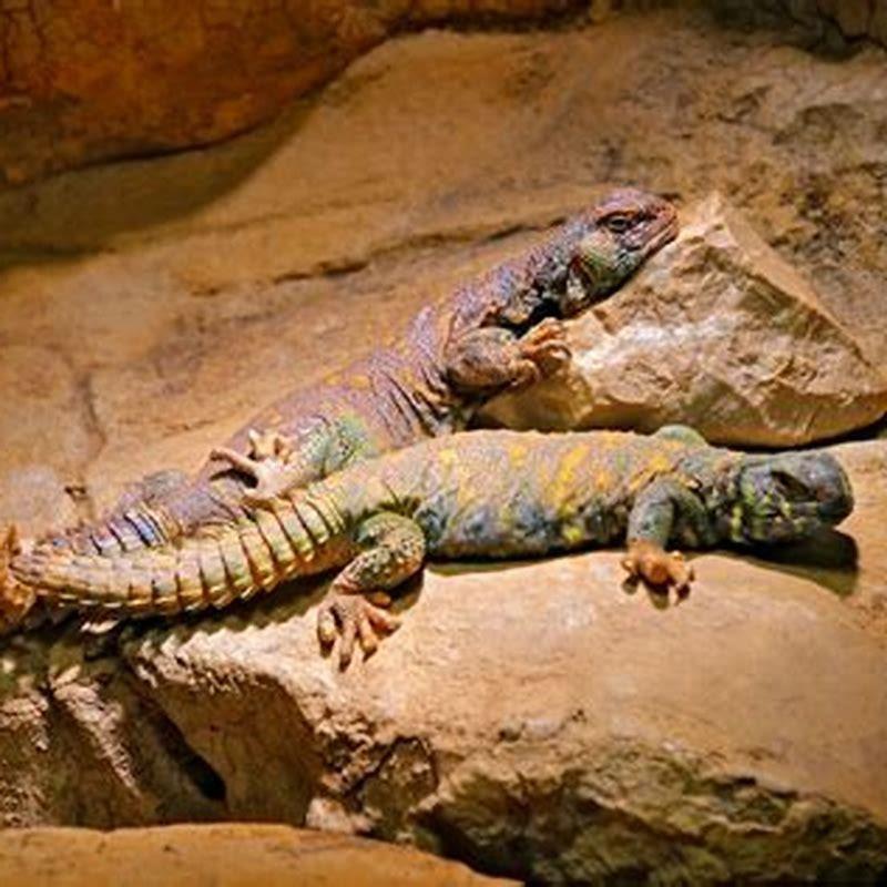 What reptiles are endothermic? - DIY Seattle