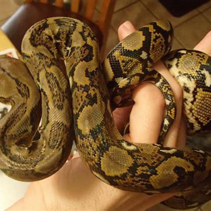 What reptiles are not carnivores?