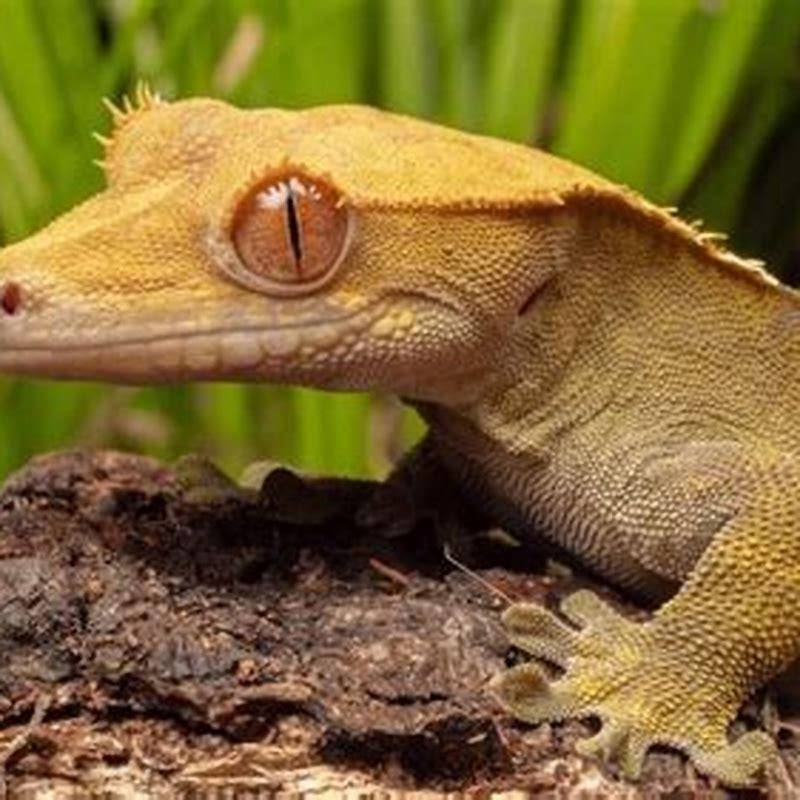 What types of lizards does Petco have?