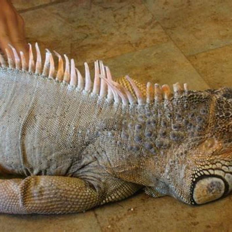 What was the first reptile?