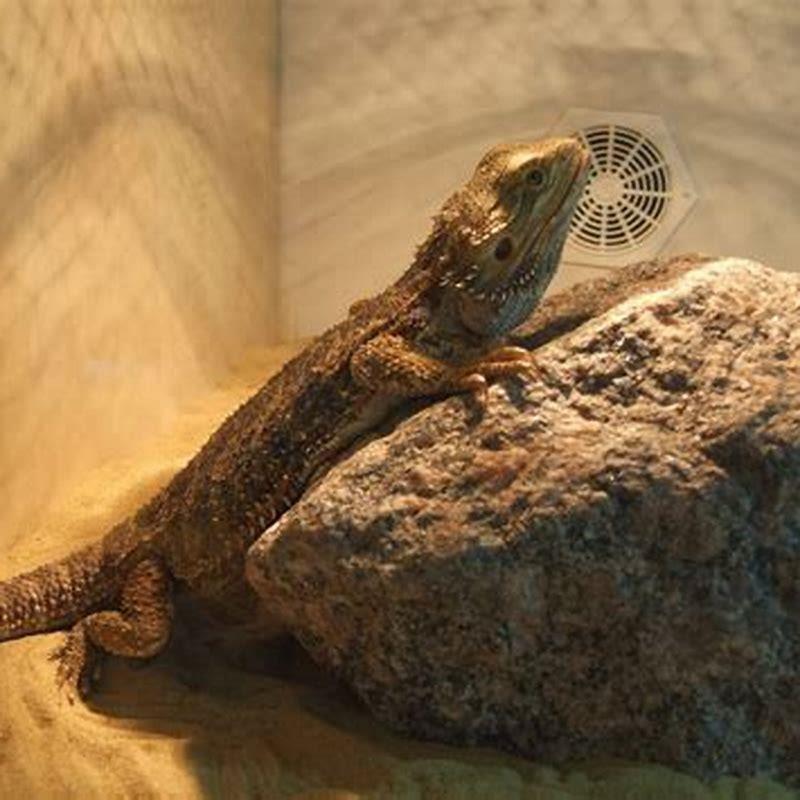 What was the very first reptile?