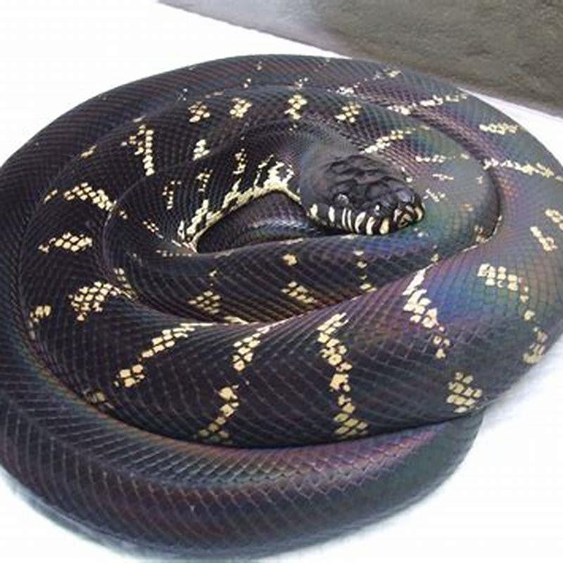 Where are Boelens pythons found?