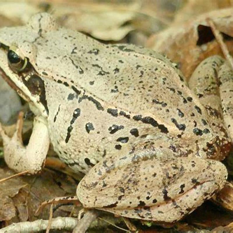 Where do frogs lizards and snakes go in the winter season?