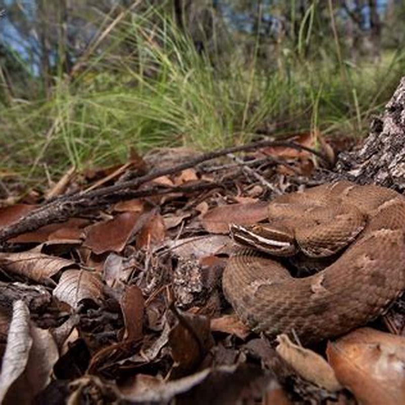 Where does a Mang Mountain pit viper live?
