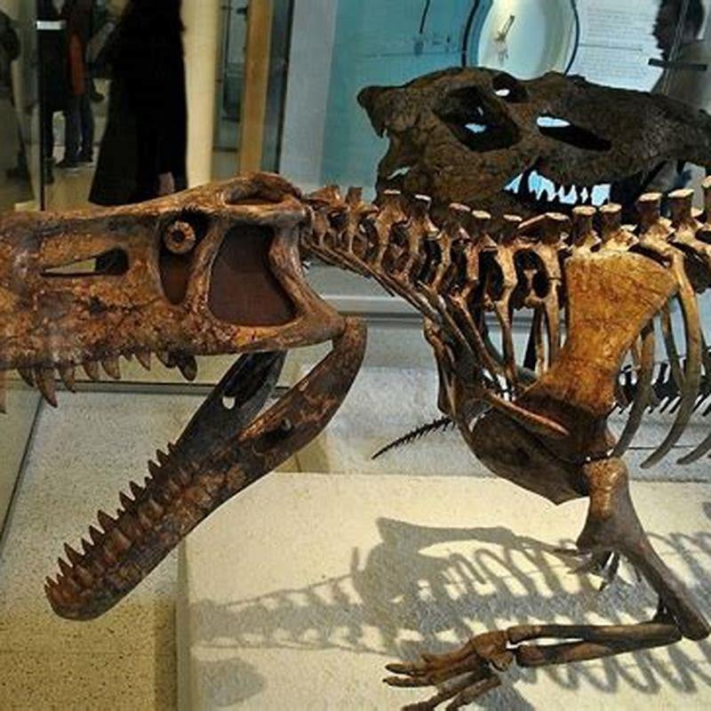 Where was Prestosuchus found?