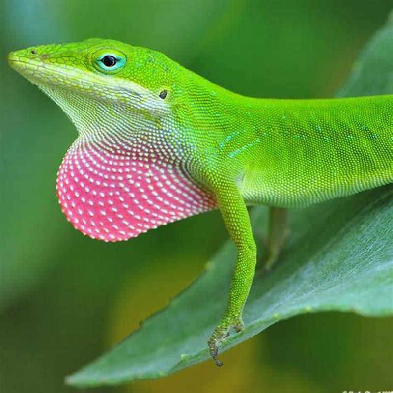 Which reptile can change the color of its skin? - DIY Seattle