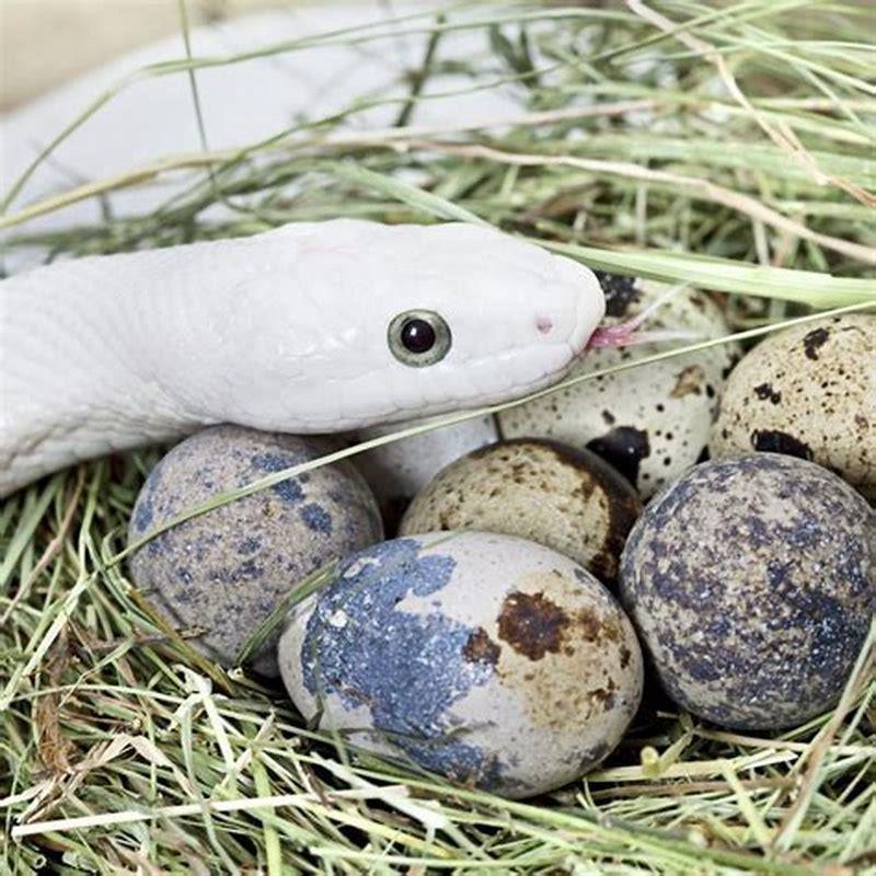 Which reptiles dont lay eggs? - DIY Seattle