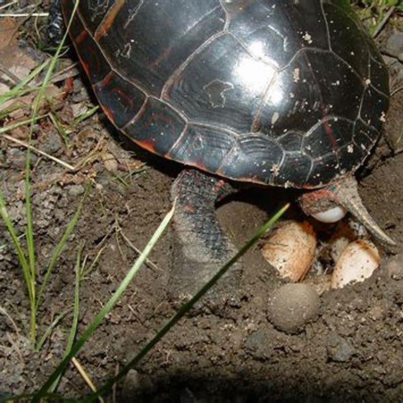 Which reptiles lay hard eggs? - DIY Seattle