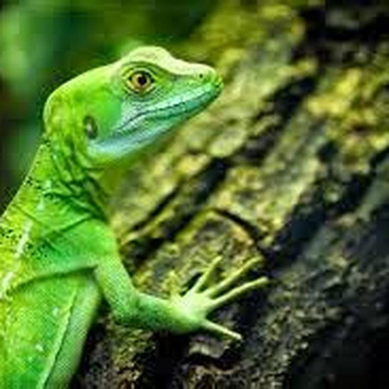 why-are-lizards-cold-blooded-animals-diy-seattle